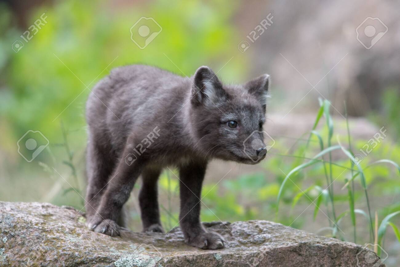 Cute Cub Of An Arctic Fox Alopex Lagopus Beringensis On A Background Stock Photo Picture And Royalty Free Image Image 127975631