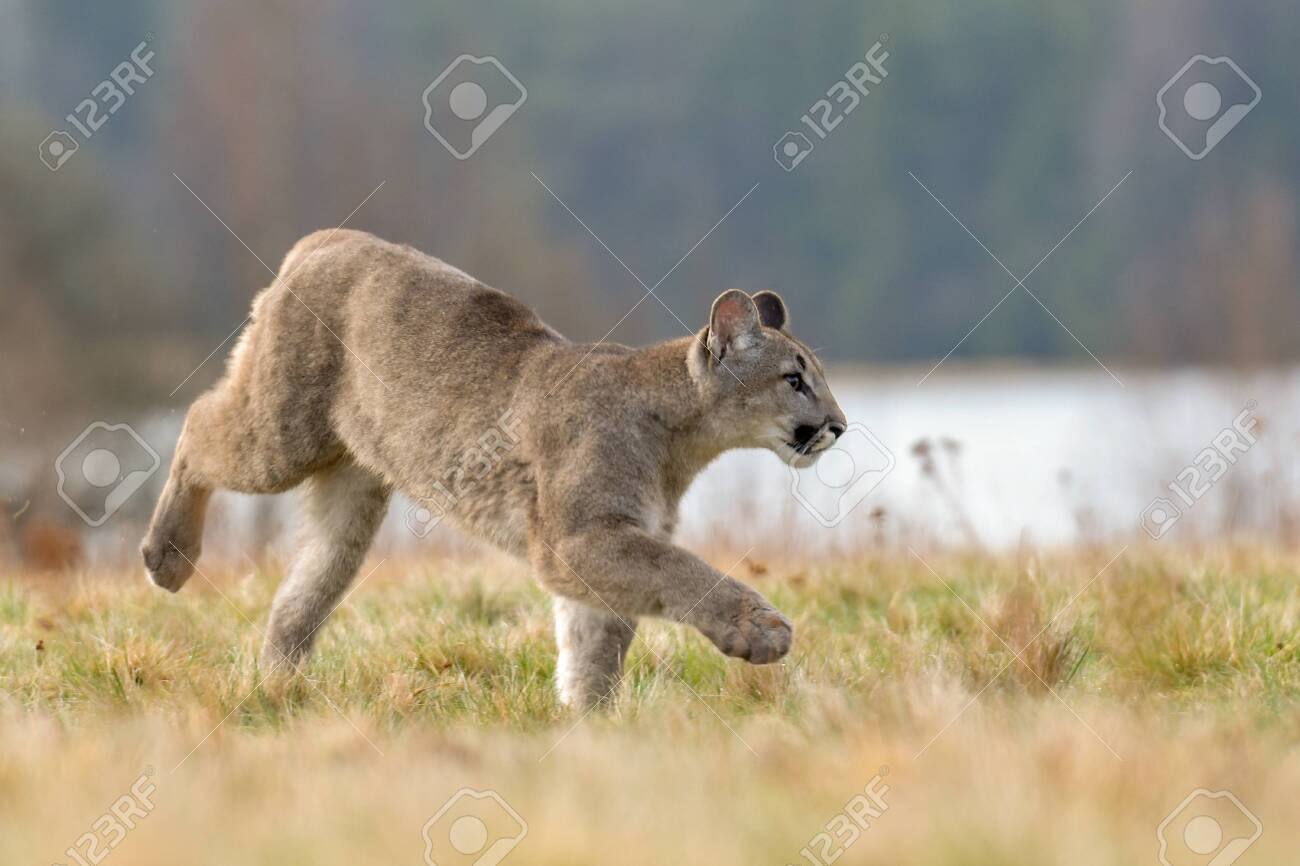 lion puma