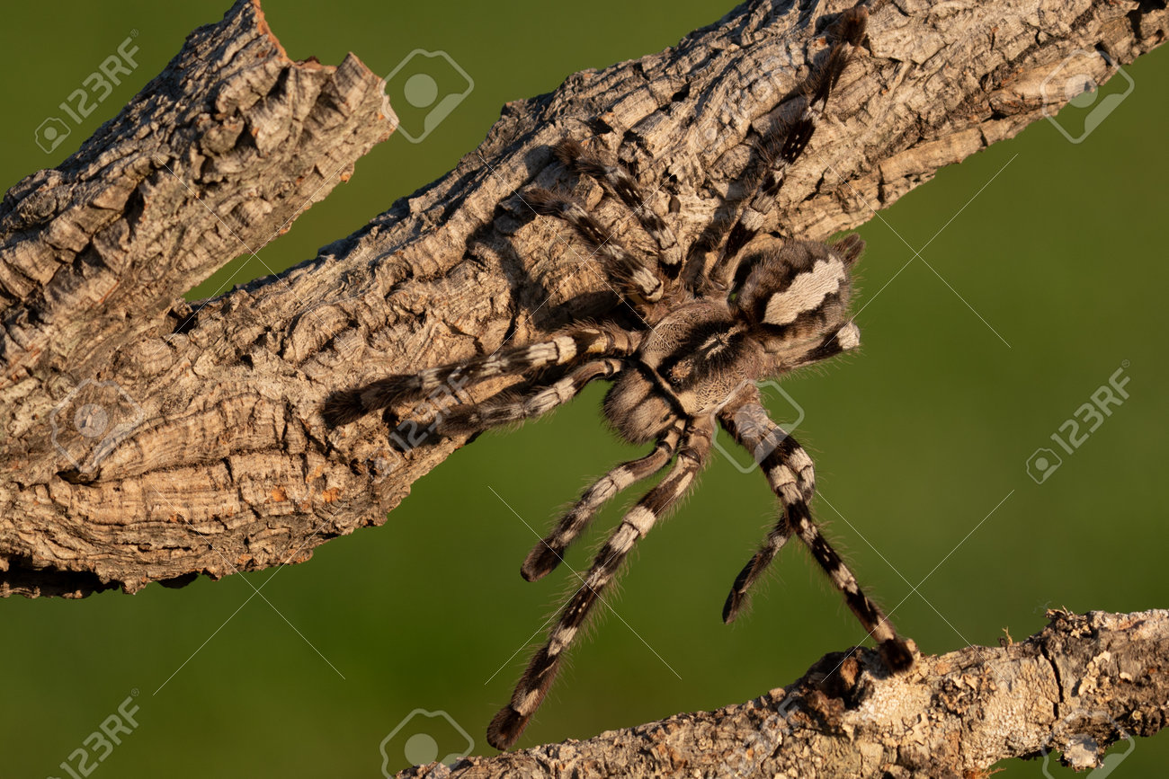Poecilotheria metallica is an Old World species of tarantula. It is the only blue species of the genus Poecilotheria. Like others in its genus it exhibits an intricate fractal-like pattern - 169422014 Poecilotheria metallica is an Old World species of tarantula. It is the only blue species of the genus Poecilotheria. Like others in its genus it exhibits an intricate fractal-like pattern - 169422014