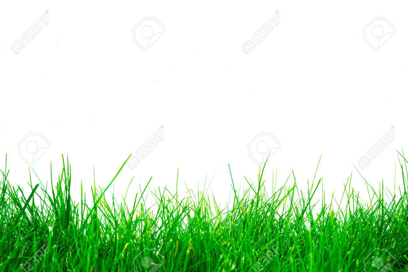 Green Grass Background Isolated On White Screen Stock Photo, Picture and  Royalty Free Image. Image 87749275., image size:1300x866