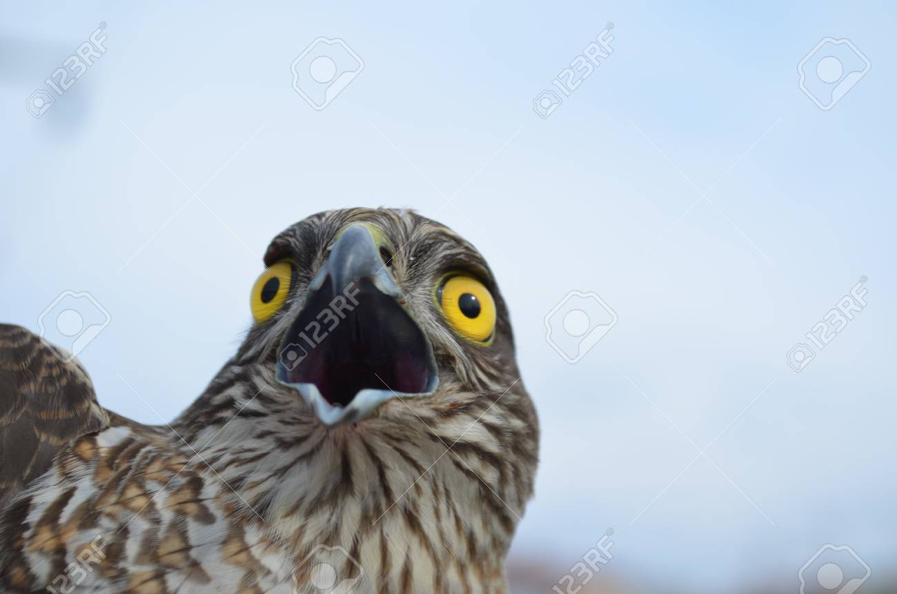 scream stock photo picture