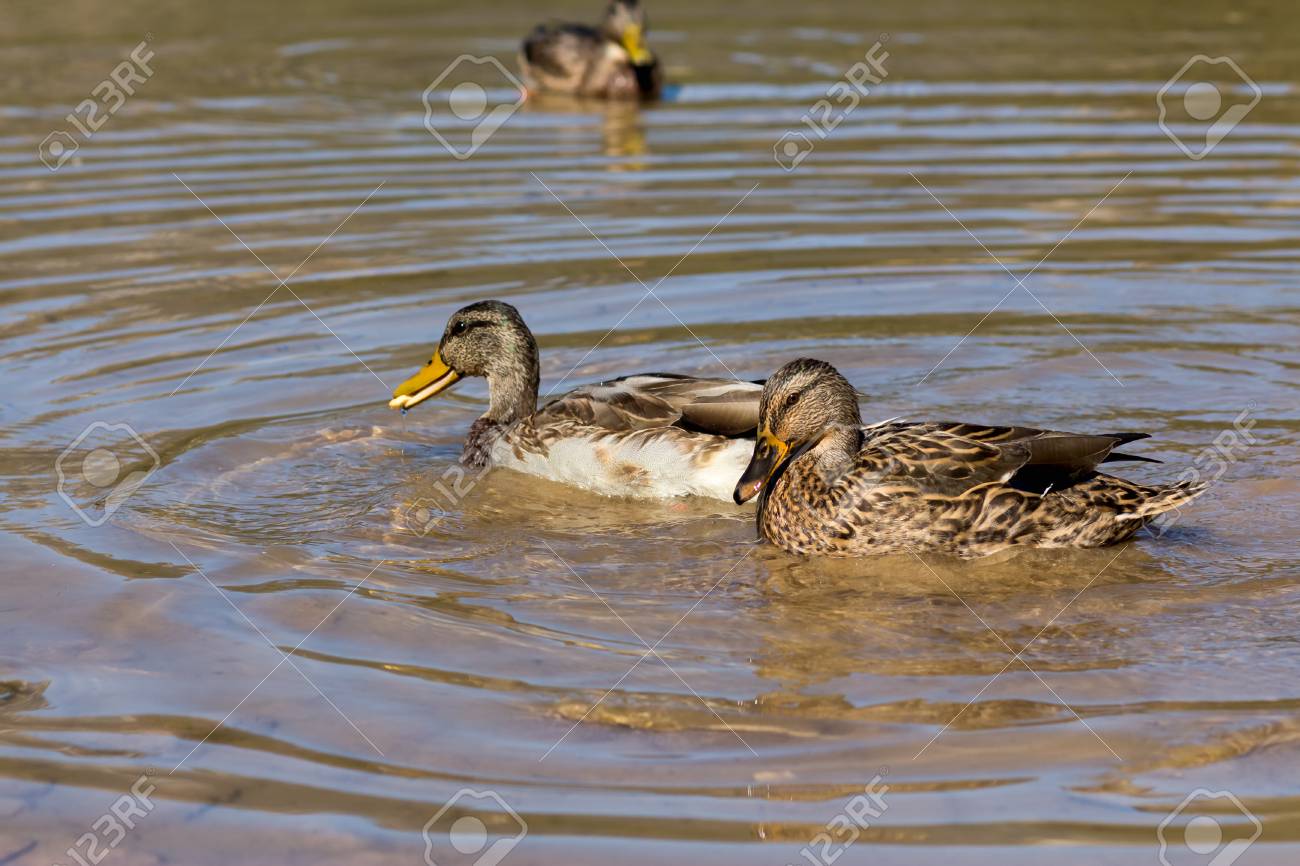 two ducks duck out