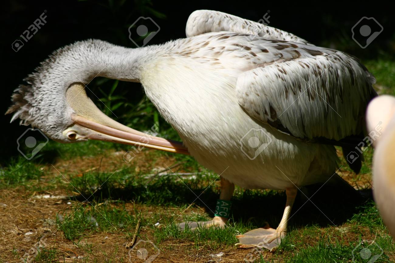 この写真はかわいい動物 ペリカンです の写真素材 画像素材 Image