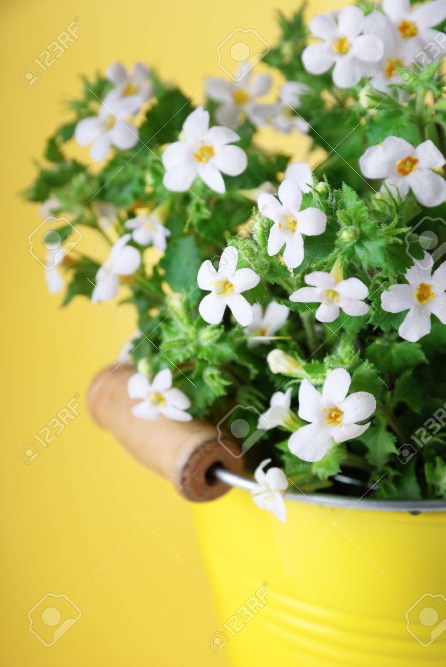 黄色の背景に Bacopa ステラ 花の束 の写真素材 画像素材 Image