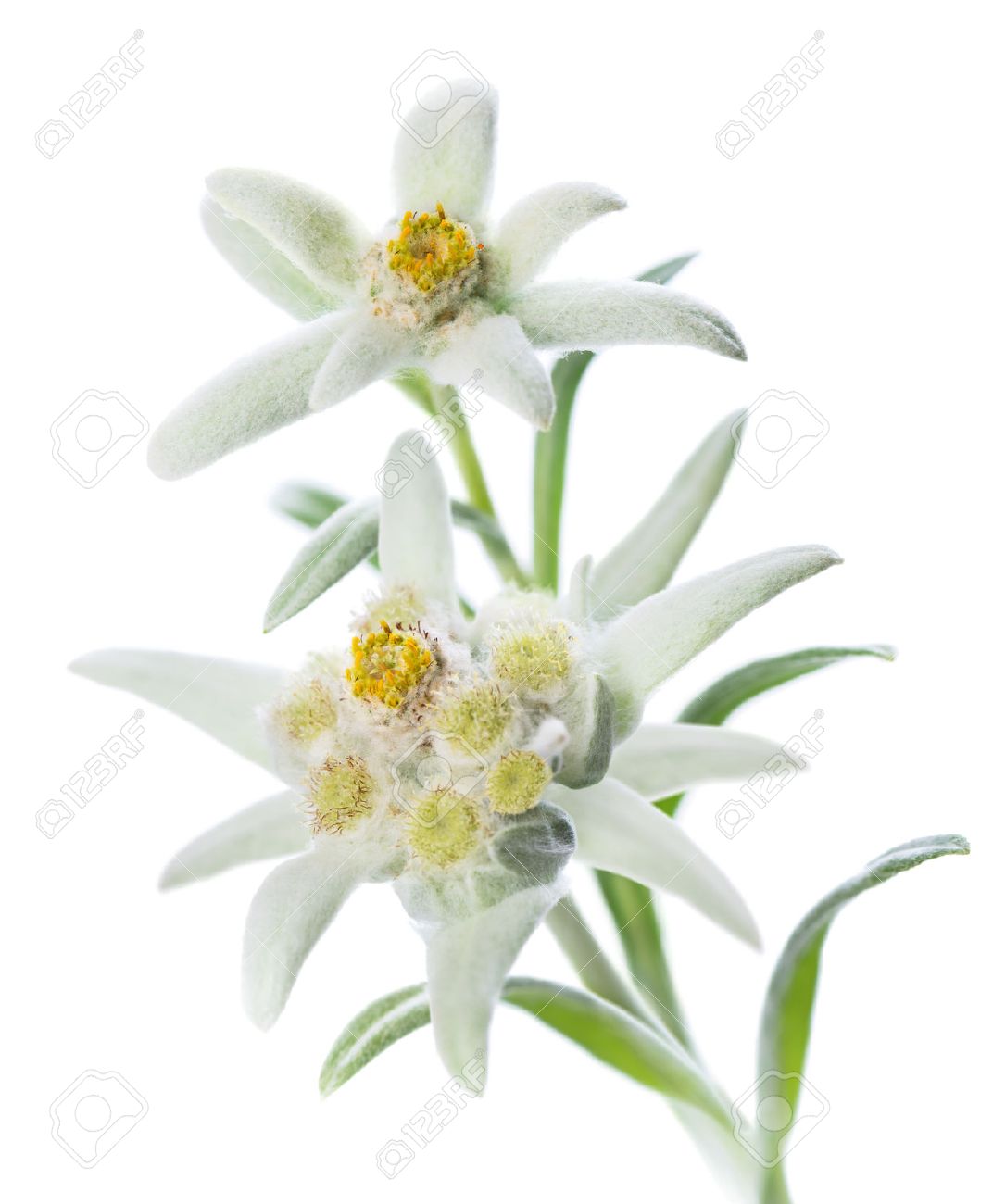 Edelweiss photo photo Edelweiss