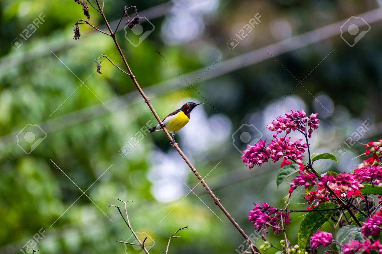 etiam-dictum-ipsum-a-felis