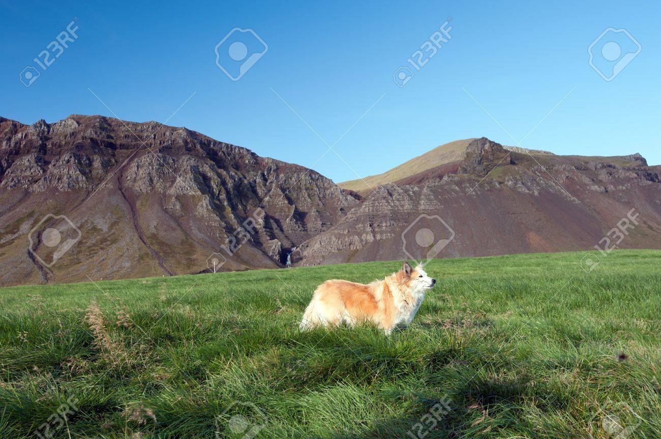 The North West Of Iceland The Icelandic Dog Iceland Spitz Before The Mountains Bjarnarhafnarfjall Of The Northern Peninsula Snaefellsness Stock Photo Picture And Royalty Free Image Image