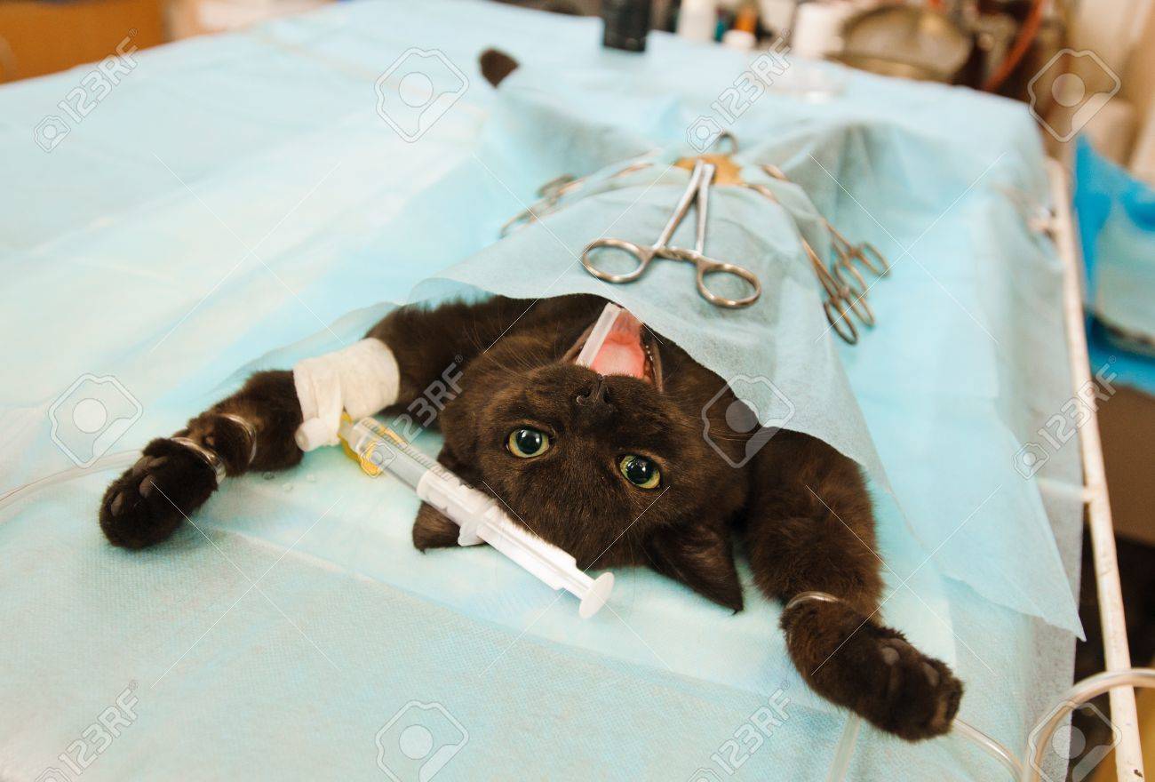 猫麻酔下獣医局の操作の前に の写真素材・画像素材. Image 20509300.