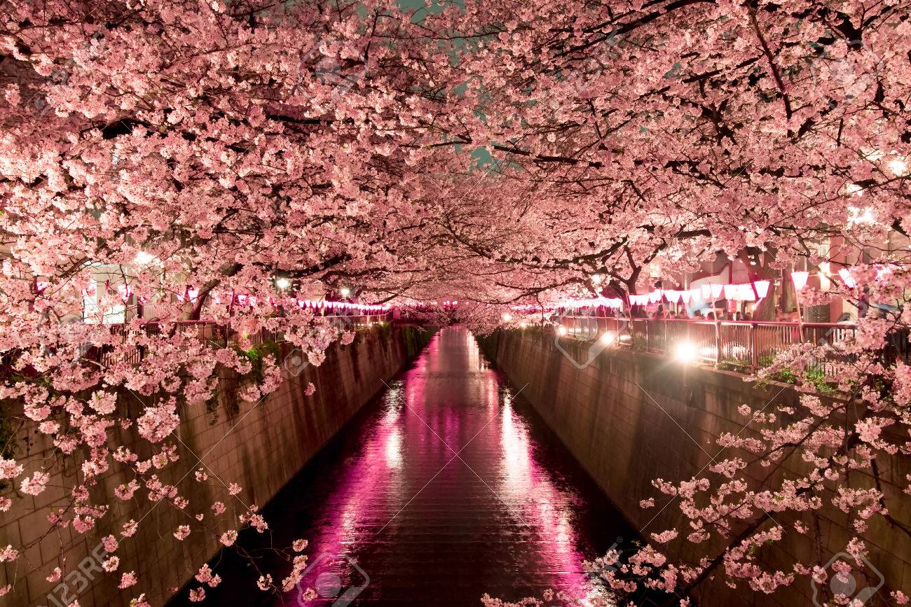 東京の夜桜 の写真素材 画像素材 Image