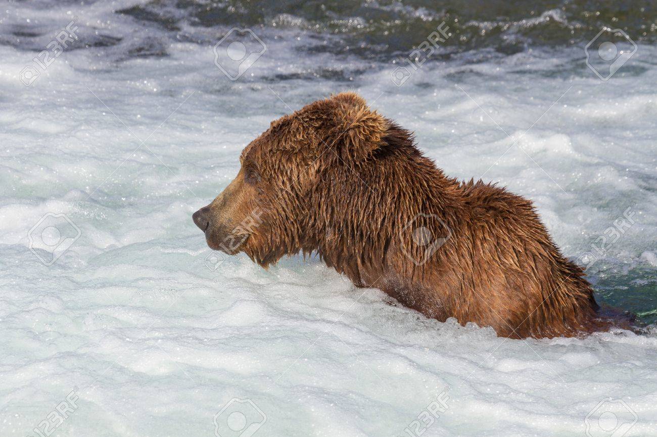 カトマイ国立公園 アラスカのブルックス下に座っているヒグマ滝釣り の写真素材 画像素材 Image カトマイ国立公園 アラスカのブルックス下に座っているヒグマ滝釣り の写真素材 画像素材 Image