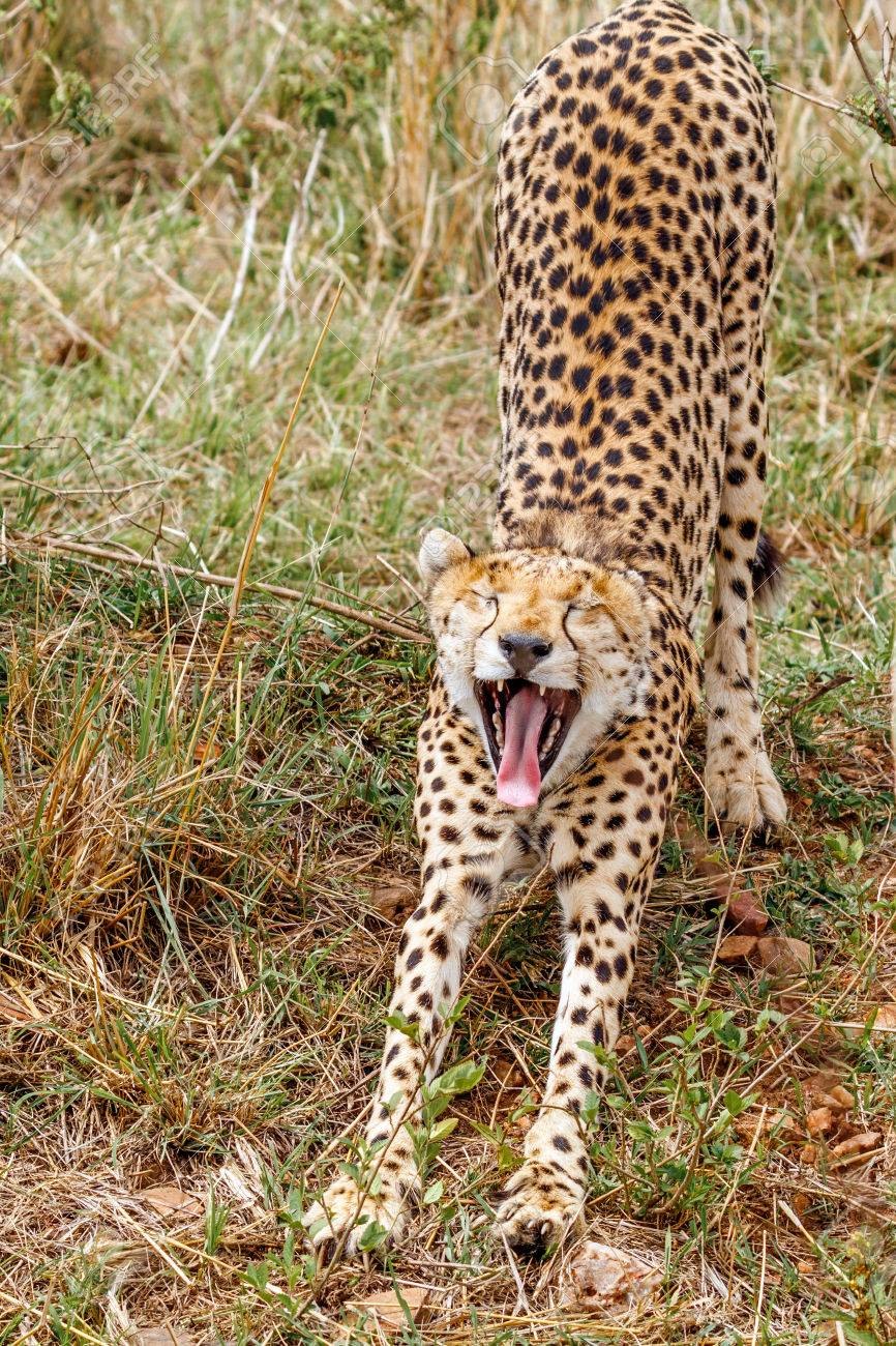 cheetah stretching and yawning