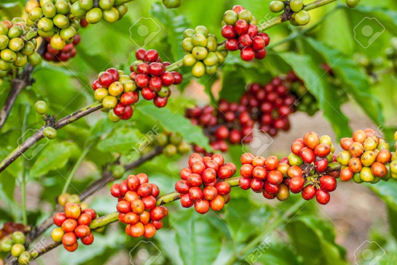Coffee Tree Coffee Tree