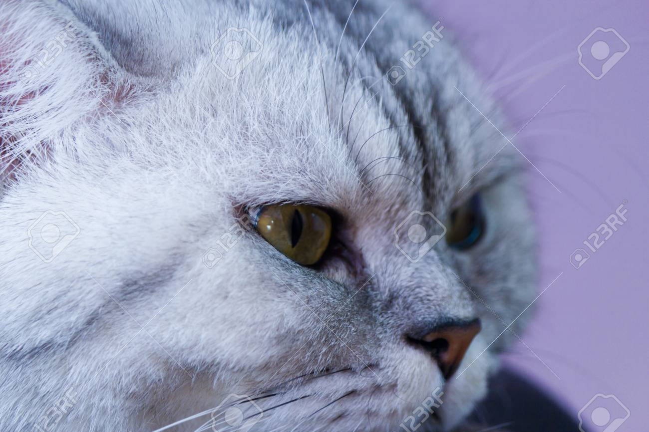 Le Gros Chat Gris Regarde Avant De Se Tres Pensif Banque D Images Et Photos Libres De Droits Image Le Gros Chat Gris Regarde Avant De Se Tres Pensif Banque D Images Et Photos Libres De Droits Image