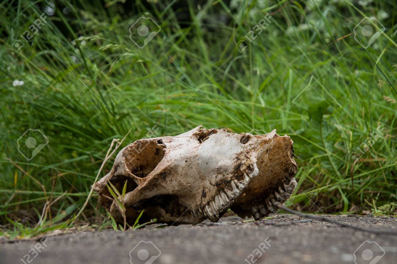 etiam-dictum-ipsum-a-felis