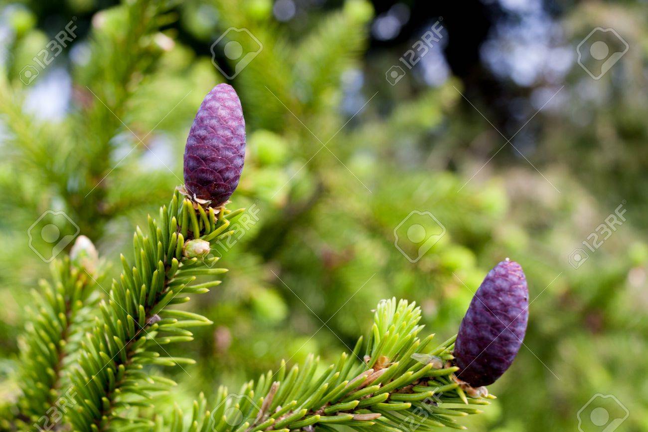春に紫若い松ぼっくりとスプルースの枝。の写真素材・画像素材 Image