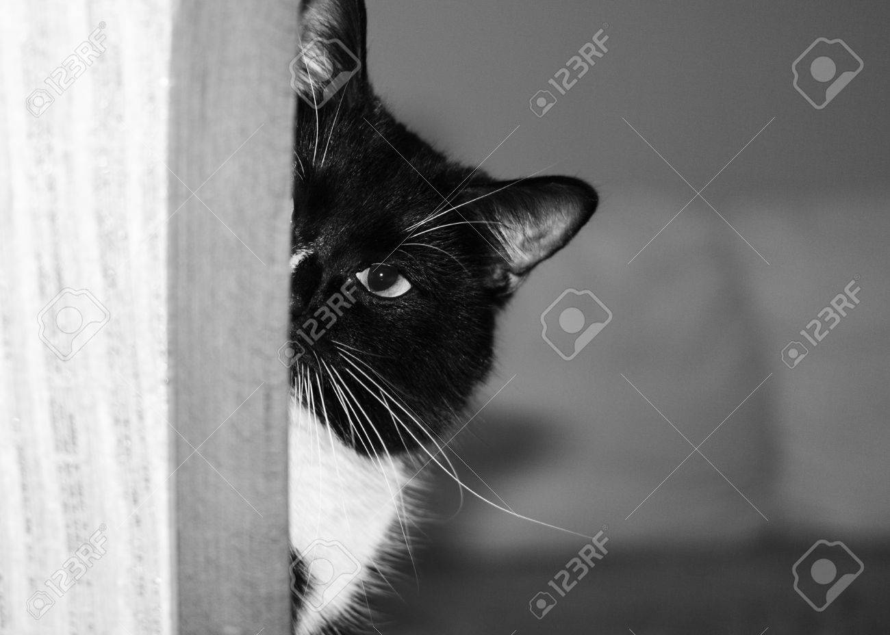 Foto di micio nero