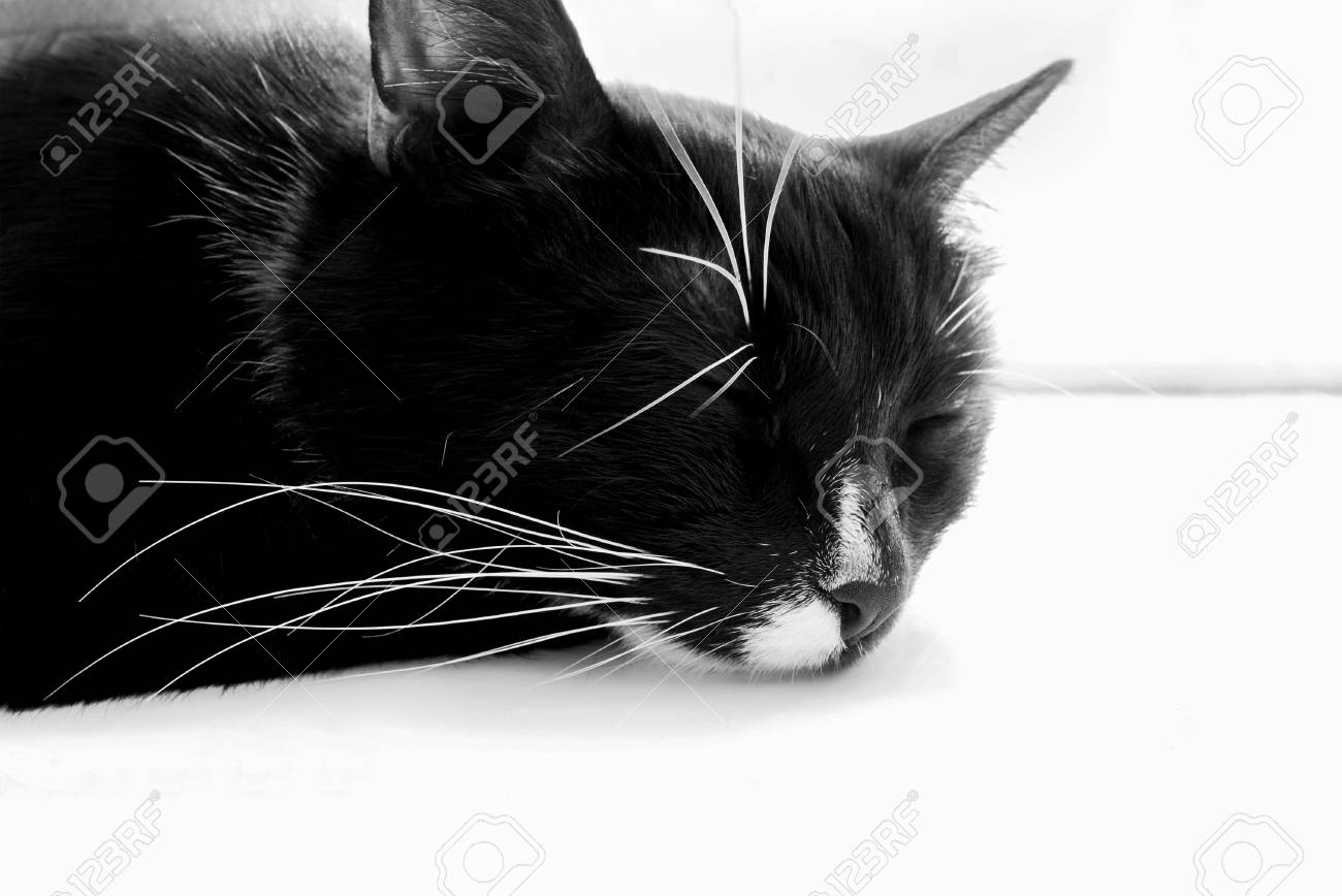 Photo Noir Et Blanc Tete De Chat Noir Qui Dort Sur Le Rebord De La Fenetre Blanche Banque D Images Et Photos Libres De Droits Image Photo Noir Et Blanc Tete De Chat Noir Qui Dort Sur Le Rebord De La Fenetre Blanche Banque D Images Et Photos Libres De Droits Image