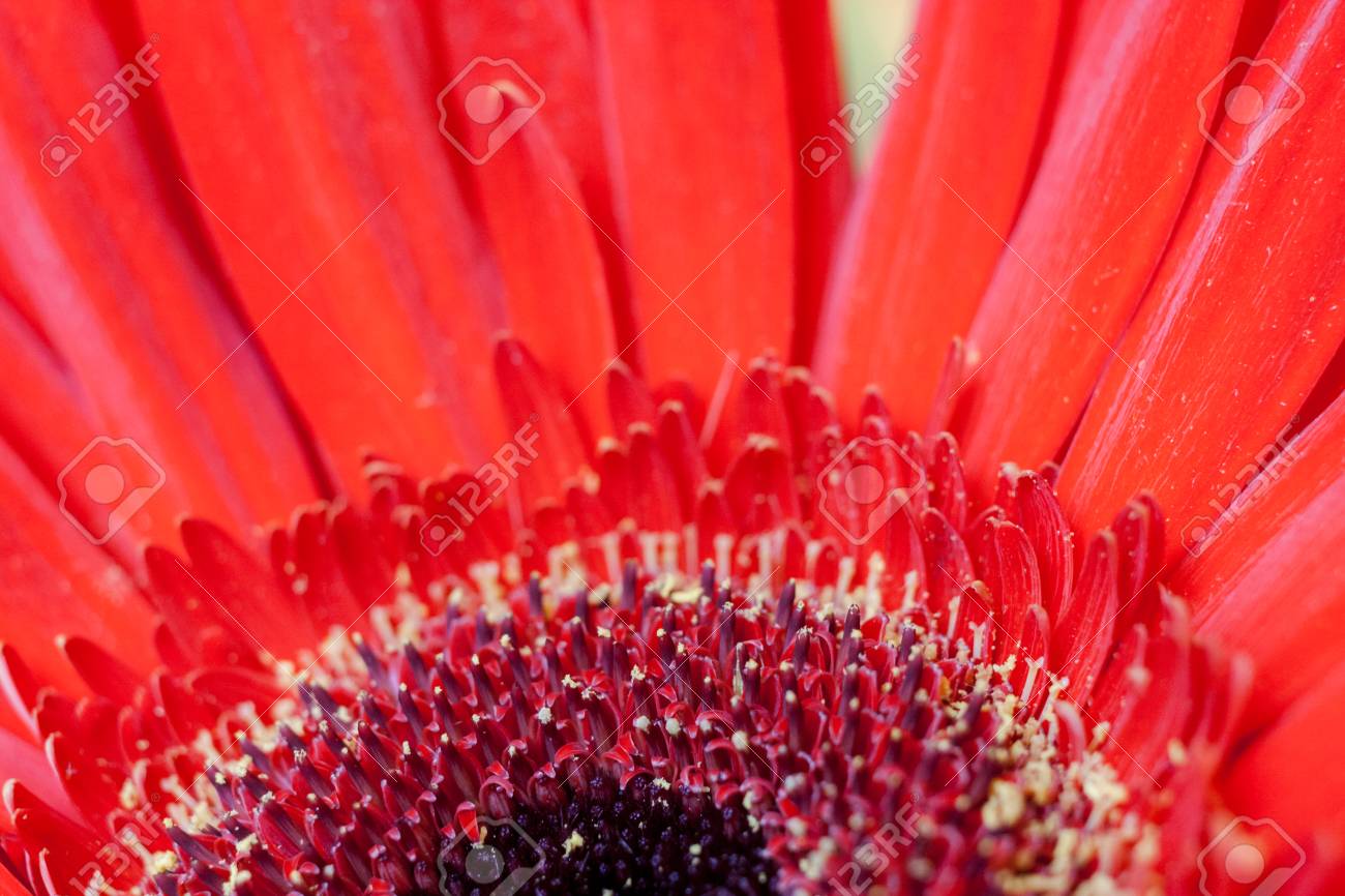 花びら しまめ 花粉と赤い花ガーベラのクローズアップ中半円部分 柔らかい焦点を持つ美しい花の背景 の写真素材 画像素材 Image