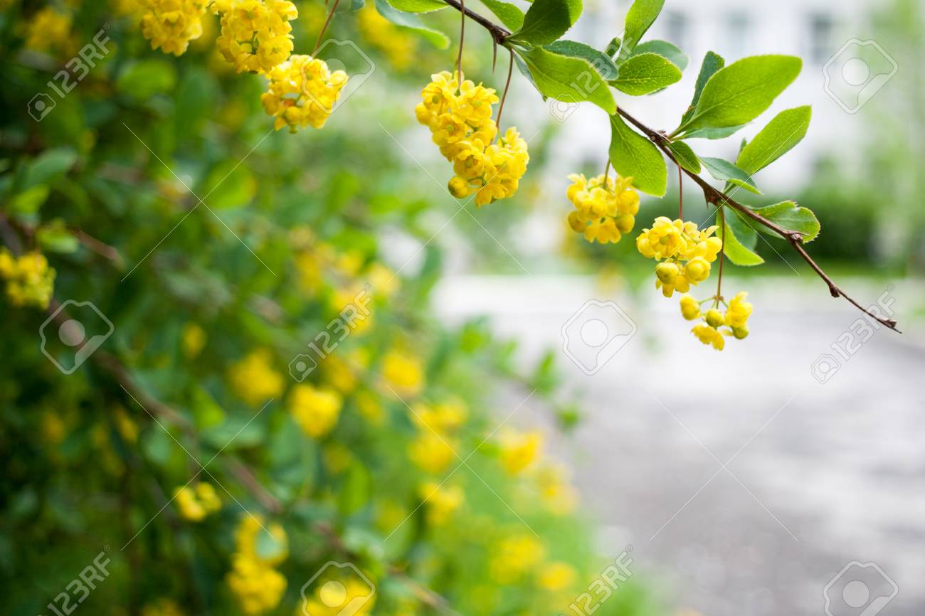 Branch With Green Leaves And Hanging Yellow Flowers On Blurred Stock Photo Picture And Royalty Free Image Image 91954017