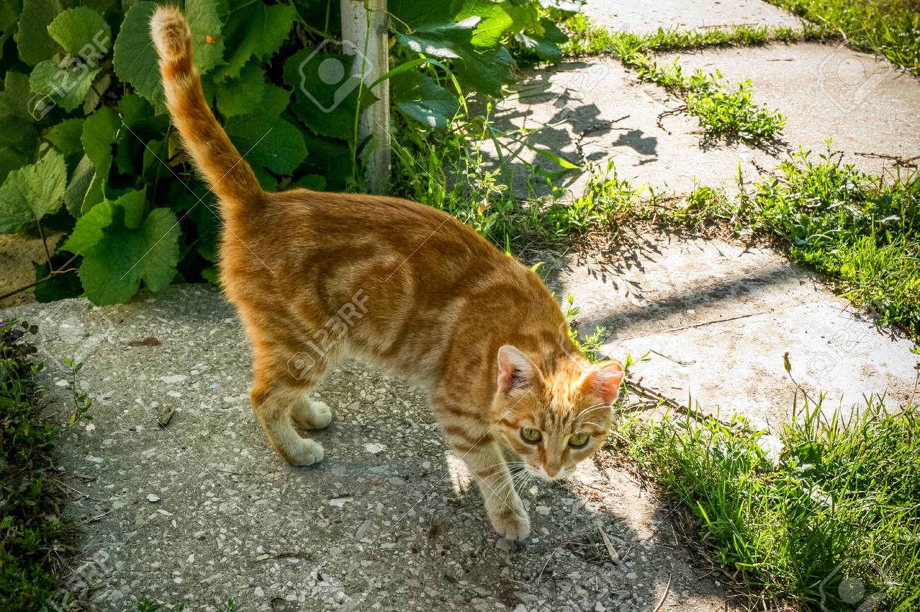 ジンジャーストライプの怖い猫は尻尾を持ち上げて立っています の写真素材 画像素材 Image ジンジャーストライプの怖い猫は尻尾を持ち上げて立っています の写真素材 画像素材 Image