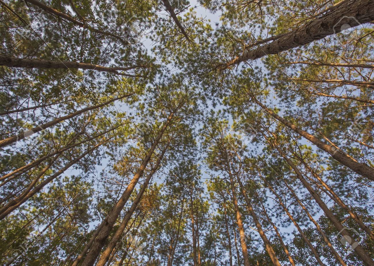 Pine Tree In Morning Light Low Angle Shot Stock Photo Picture