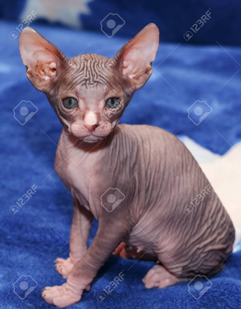 ドンスコイ スフィンクスの子猫ブルーに の写真素材 画像素材 Image