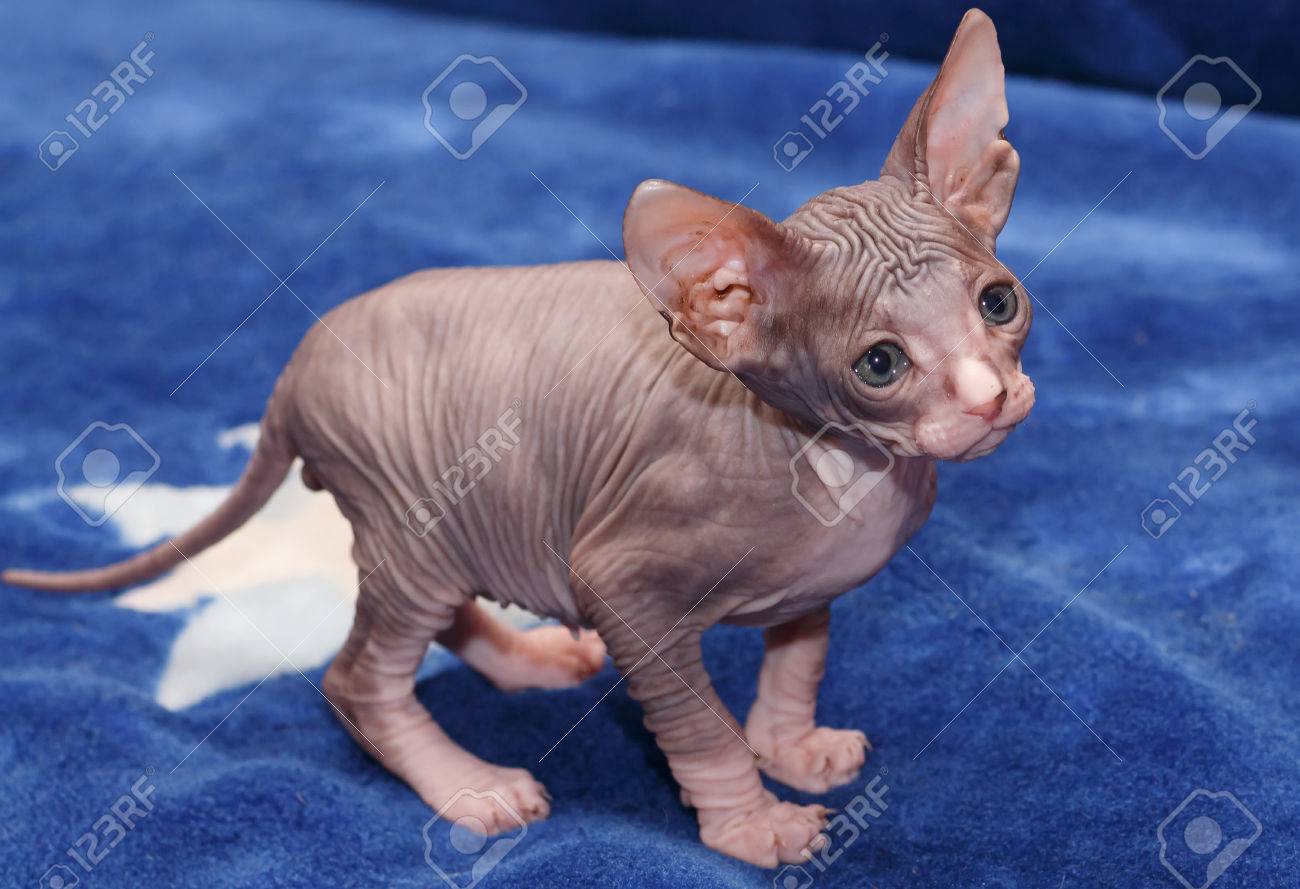 ドンスコイ スフィンクスの子猫ブルーに の写真素材 画像素材 Image