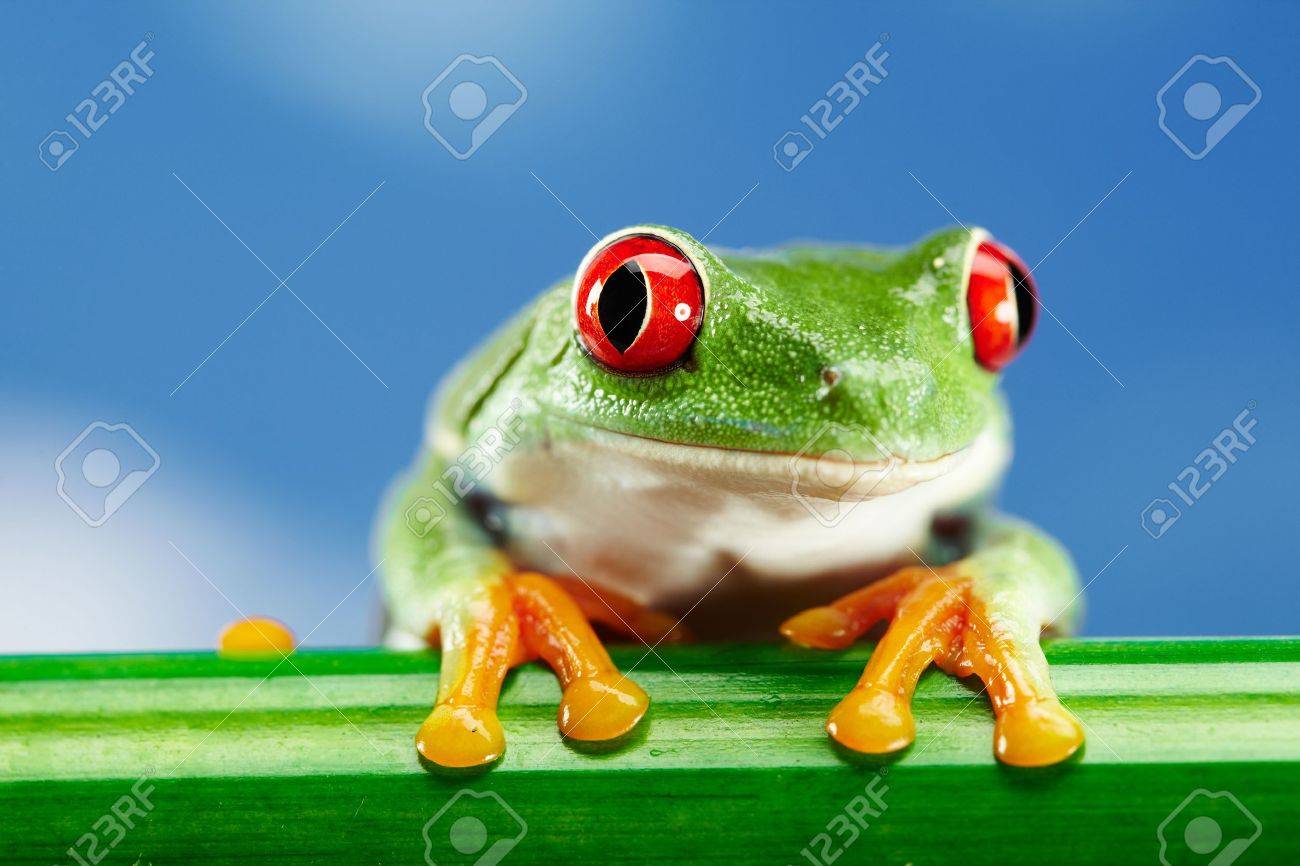 赤目の緑のカエルの写真素材・画像素材 Image 15553120