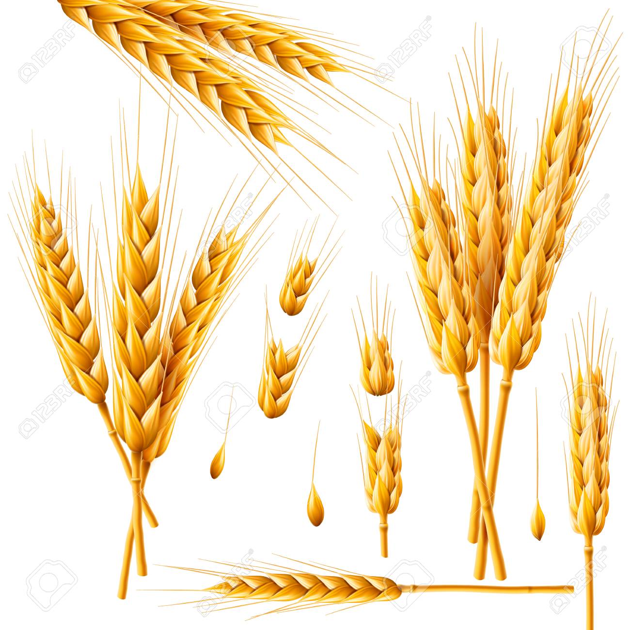 Realistic bunch of wheat, oats or barley isolated on white background. Vector set of wheat ears. Grains of cereals. Harvest, agriculture or bakery theme. Natural ingredient element. 3d illustration. - 97278300 Realistic bunch of wheat, oats or barley isolated on white background. Vector set of wheat ears. Grains of cereals. Harvest, agriculture or bakery theme. Natural ingredient element. 3d illustration. - 97278300