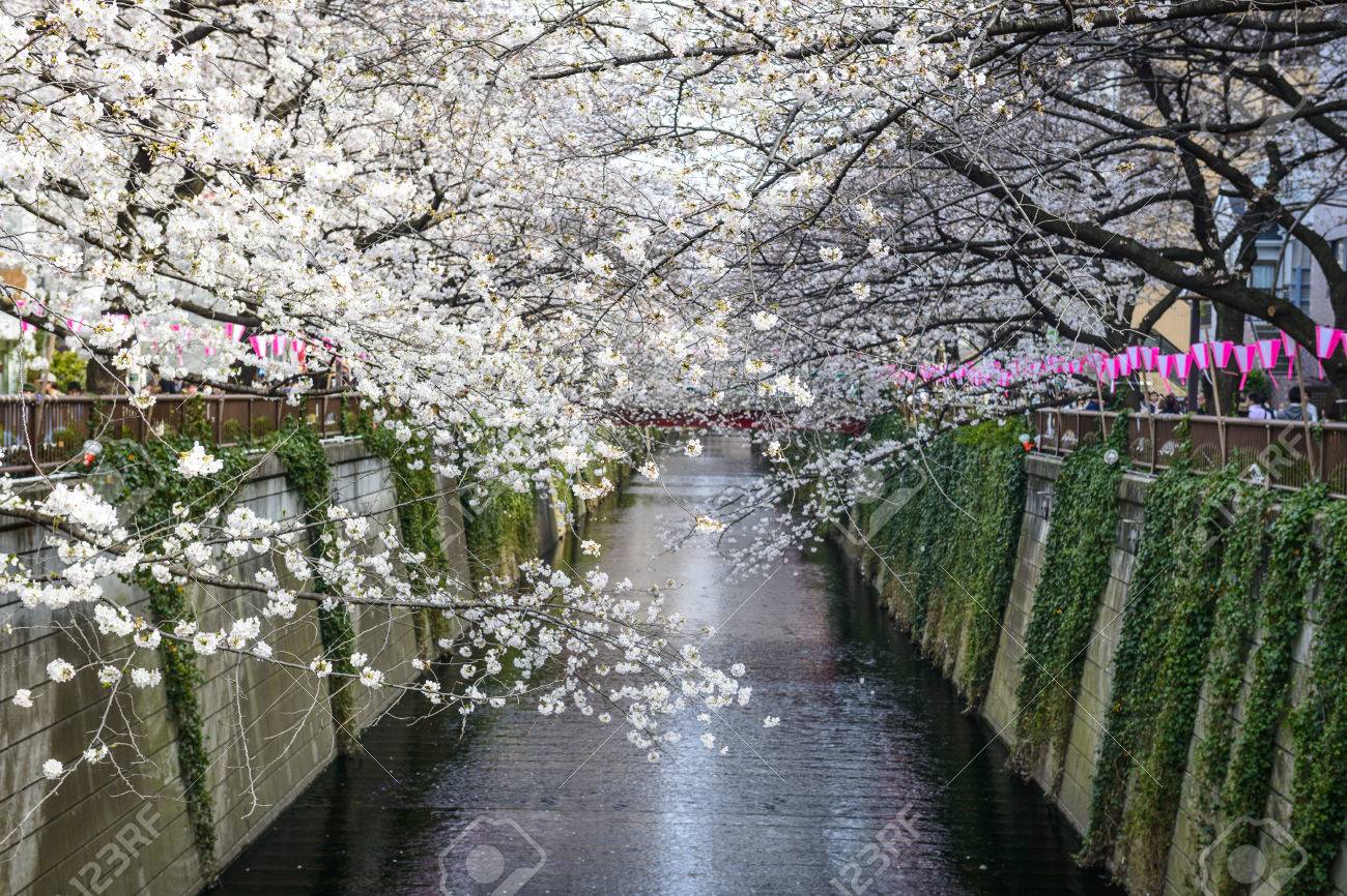 春の季節の目黒運河で東京都 の写真素材 画像素材 Image
