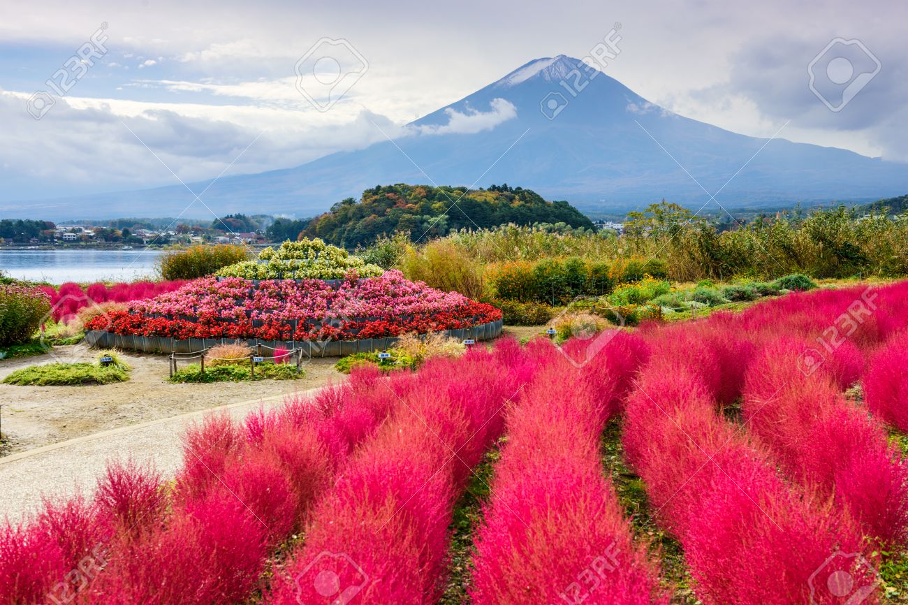 富士の山 大石公園で Kokia の茂みと日本 の写真素材 画像素材 Image