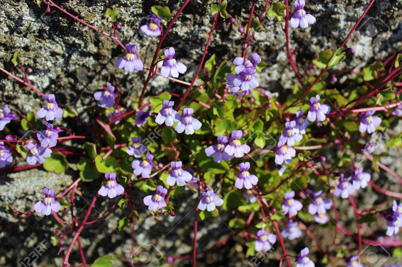 小さな紫色の花が咲いて春の終わりのつる植物 の写真素材 画像素材 Image