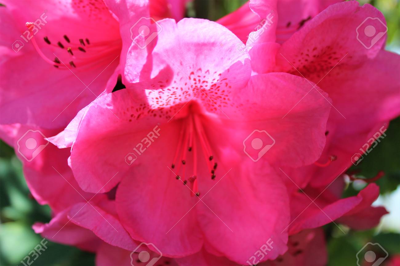 明るいピンク色のシャクナゲの花をクローズ アップ の写真素材 画像素材 Image 1597