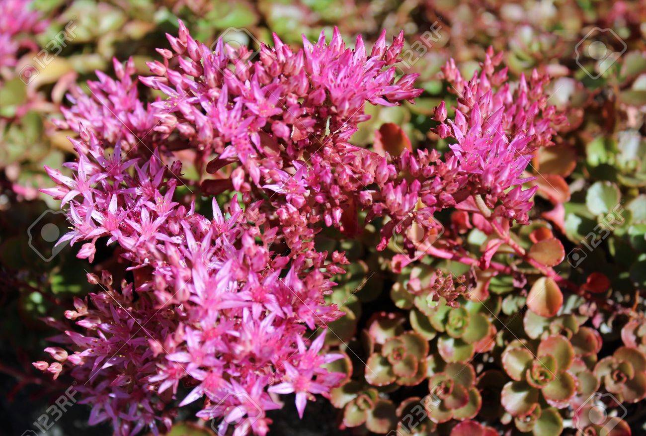 Star Shaped Deep Pink Sedum Flowers In Full Bloom In Mid Summer Stock Photo Picture And Royalty Free Image Image