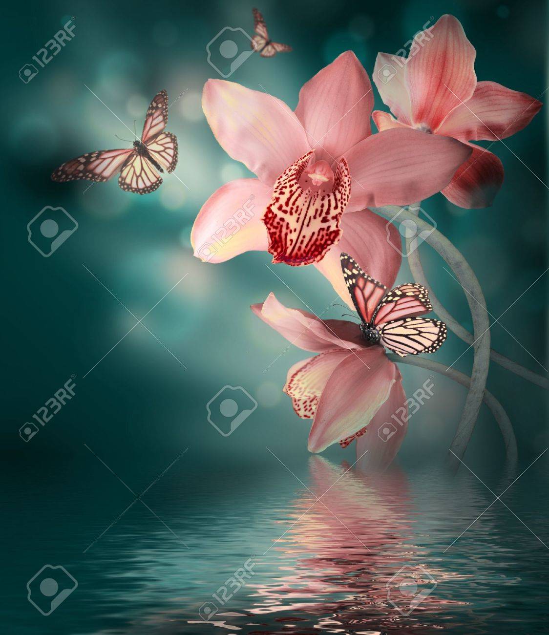 Orchids With A Butterfly On The Coloured Background Stock Photo, Picture  and Royalty Free Image. Image 21568502., image size:1124x1300