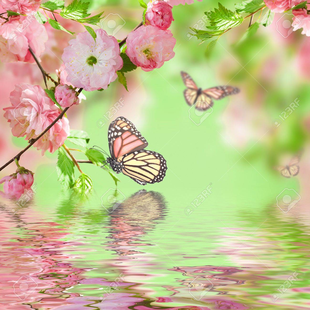 即納特典付き 月と蝶と桜 お洒落 Www Ijqr Net 即納特典付き 月と蝶と桜 お洒落 Www Ijqr Net