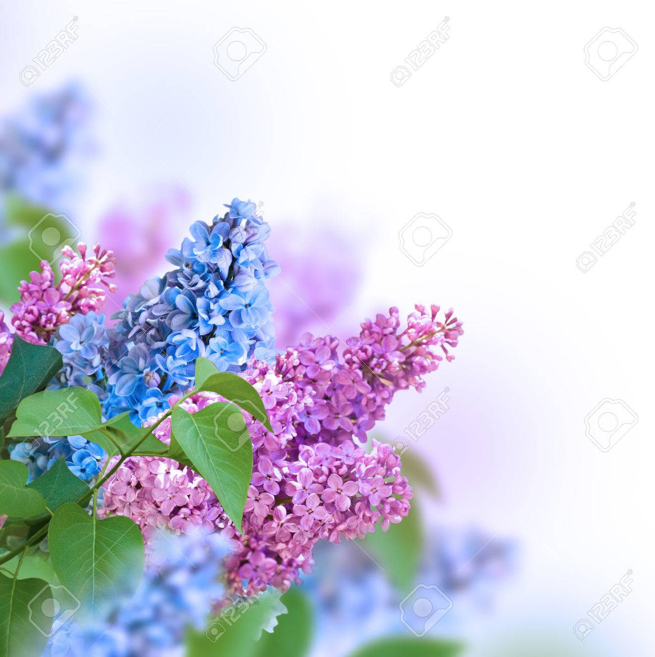 青とピンクのライラックの花の背景の枝 の写真素材 画像素材 Image 青とピンクのライラックの花の背景の枝 の写真素材 画像素材 Image