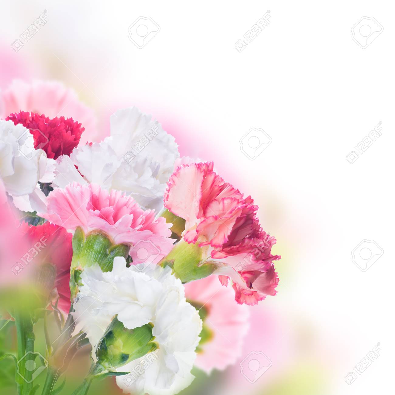 バラとユリの花 野生の花の花の背景 の写真素材 画像素材 Image