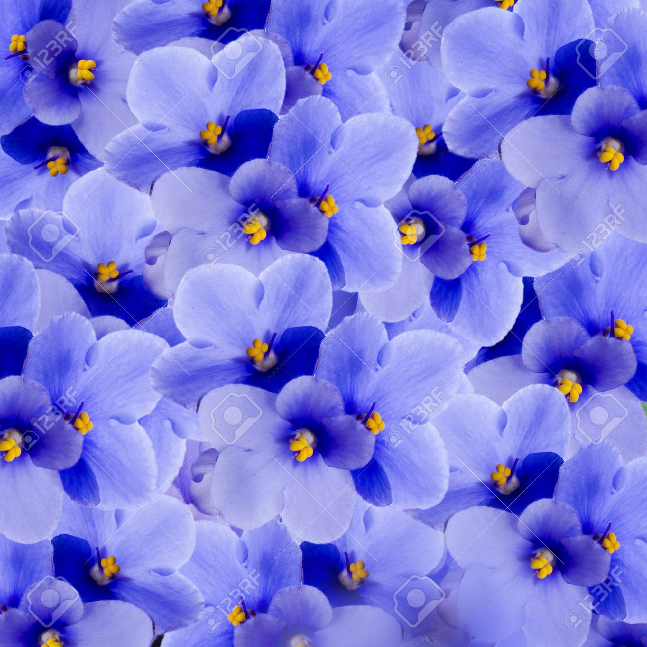 春のスミレ 花の背景の花束 の写真素材 画像素材 Image 春のスミレ 花の背景の花束 の写真素材 画像素材 Image