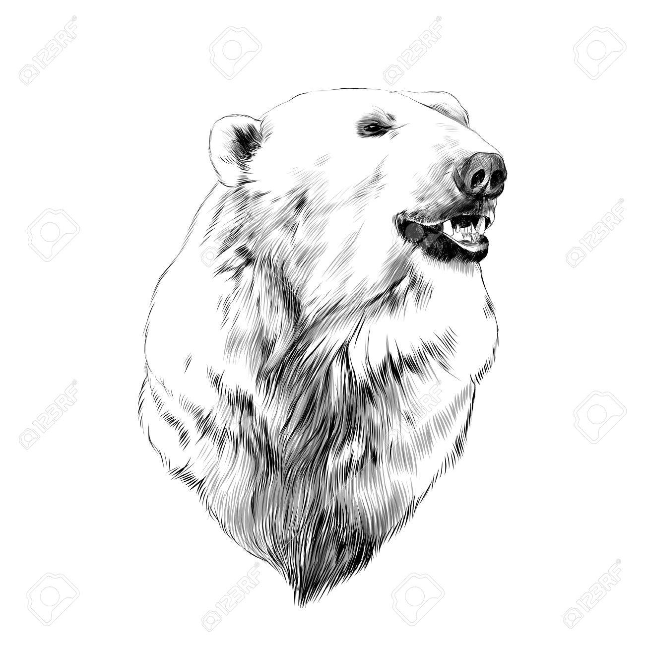the head of the polar bear profile looking to the side sketch