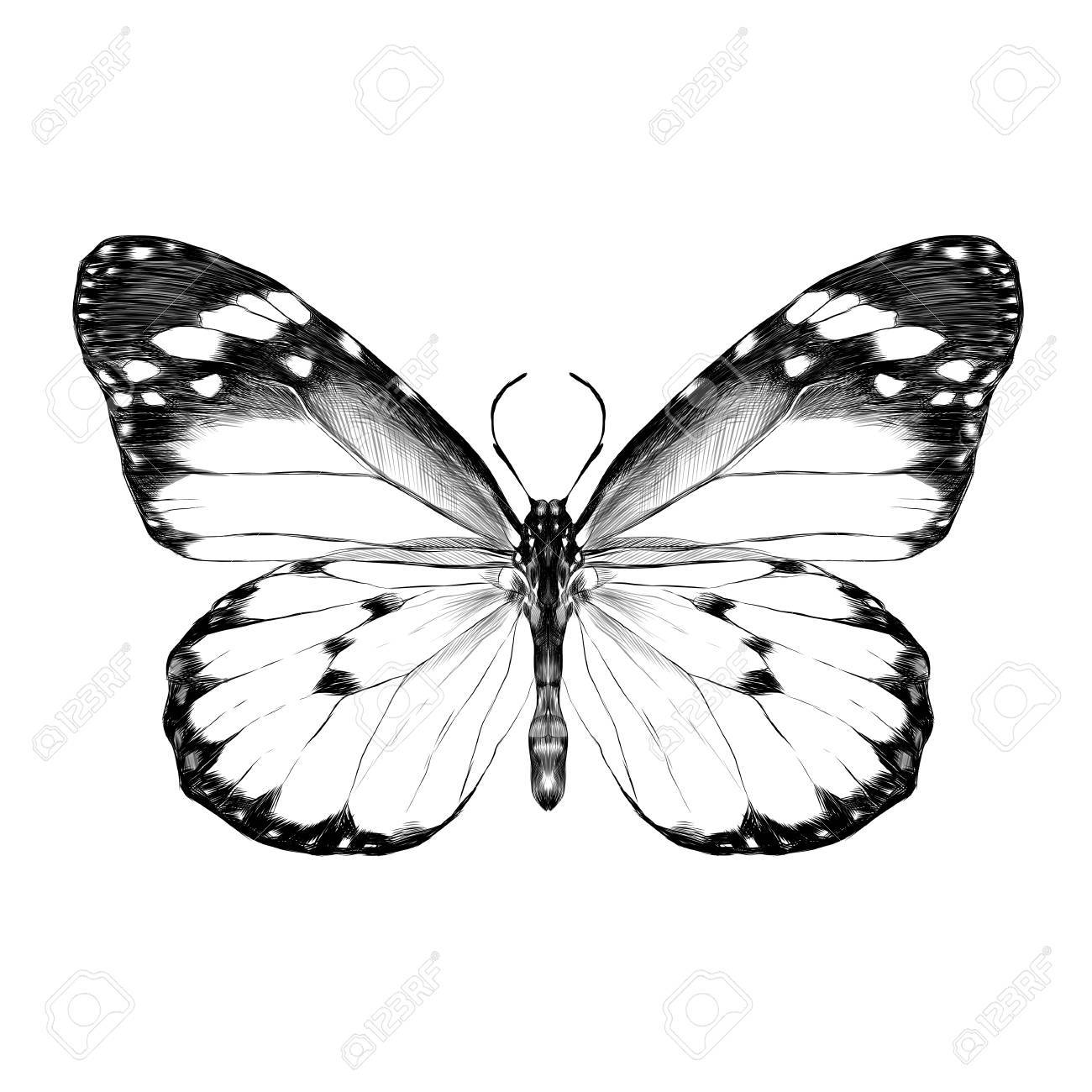 A Butterfly With Open Wings Top View The Symmetrical Drawing