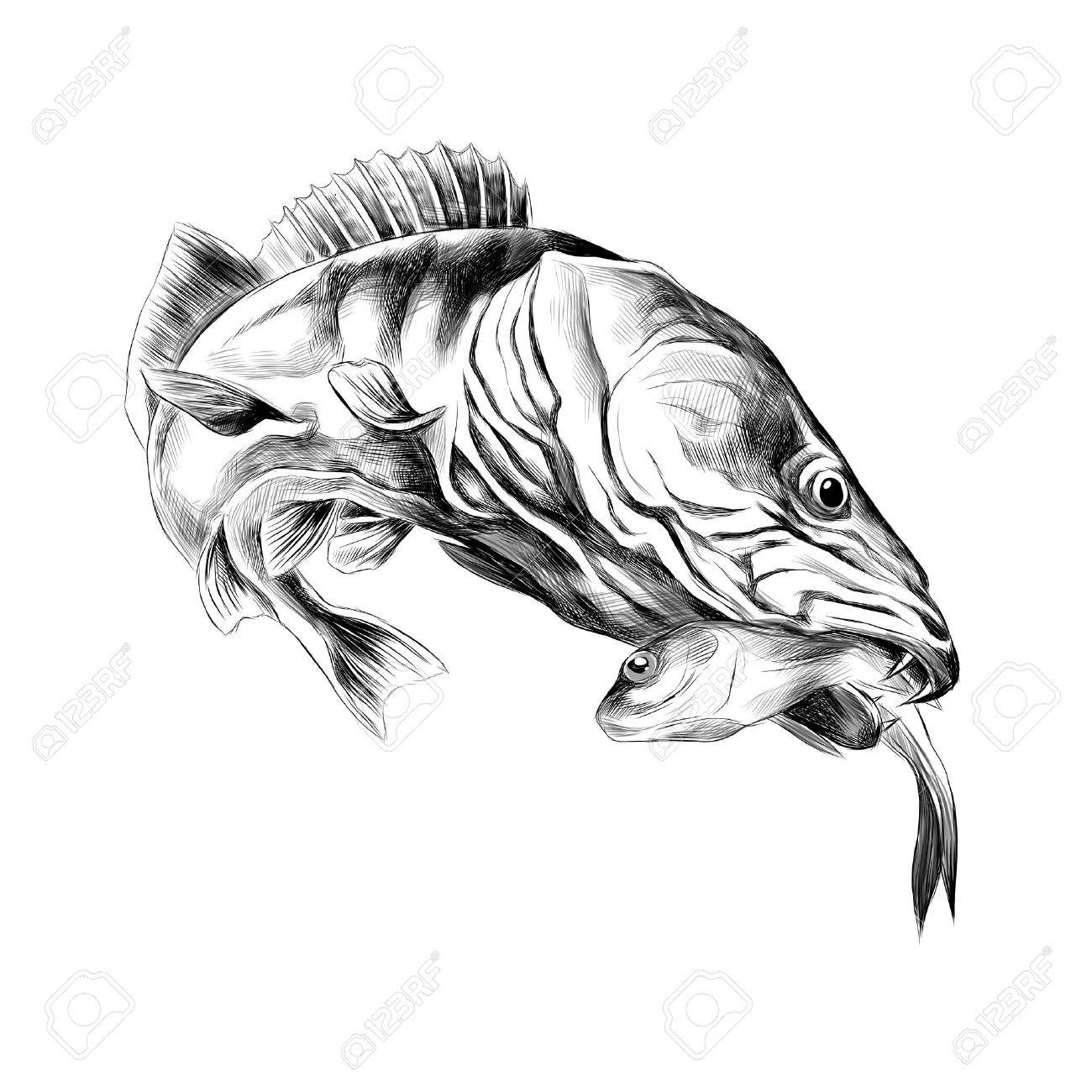捕食魚パイクをキャッチ 死んだ小魚をくわえて保持ベクトル グラフィック白黒デッサンします のイラスト素材 ベクタ Image 捕食魚パイクをキャッチ 死んだ小魚をくわえて保持ベクトル グラフィック白黒デッサンします のイラスト素材 ベクタ Image