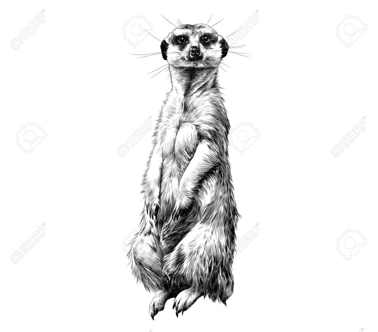 Suricate Debout Sur Ses Pattes Arriere Et Impatient Esquisser Des Graphiques Vectoriels Dessin Noir Et Blanc Clip Art Libres De Droits Vecteurs Et Illustration Image