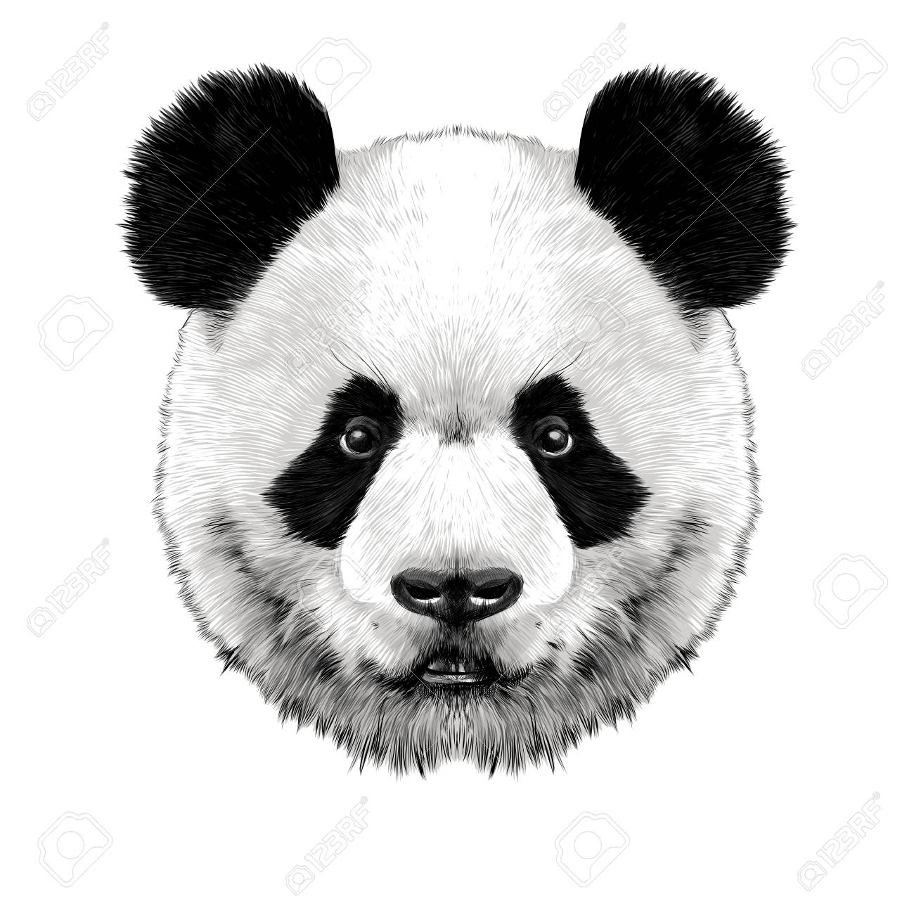 La Cabeza De Panda Es Simetrica Se Ve Bien Imagen De Color De Graficos Vectoriales De Boceto Ilustraciones Vectoriales Clip Art Vectorizado Libre De Derechos Image 76041679