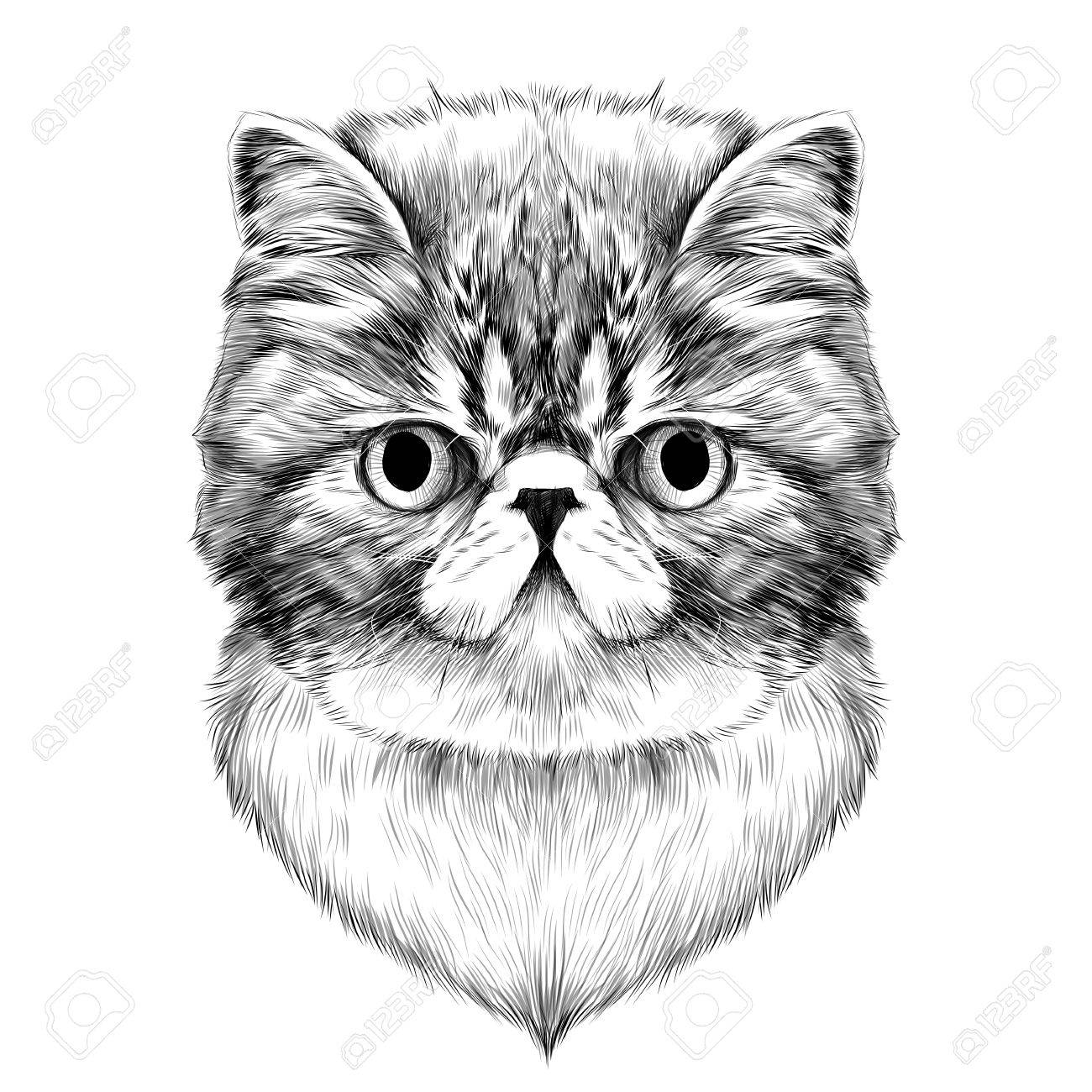 猫の品種のエキゾチックなショートヘア顔スケッチ黒と白のベクトル描画のイラスト素材 ベクタ Image