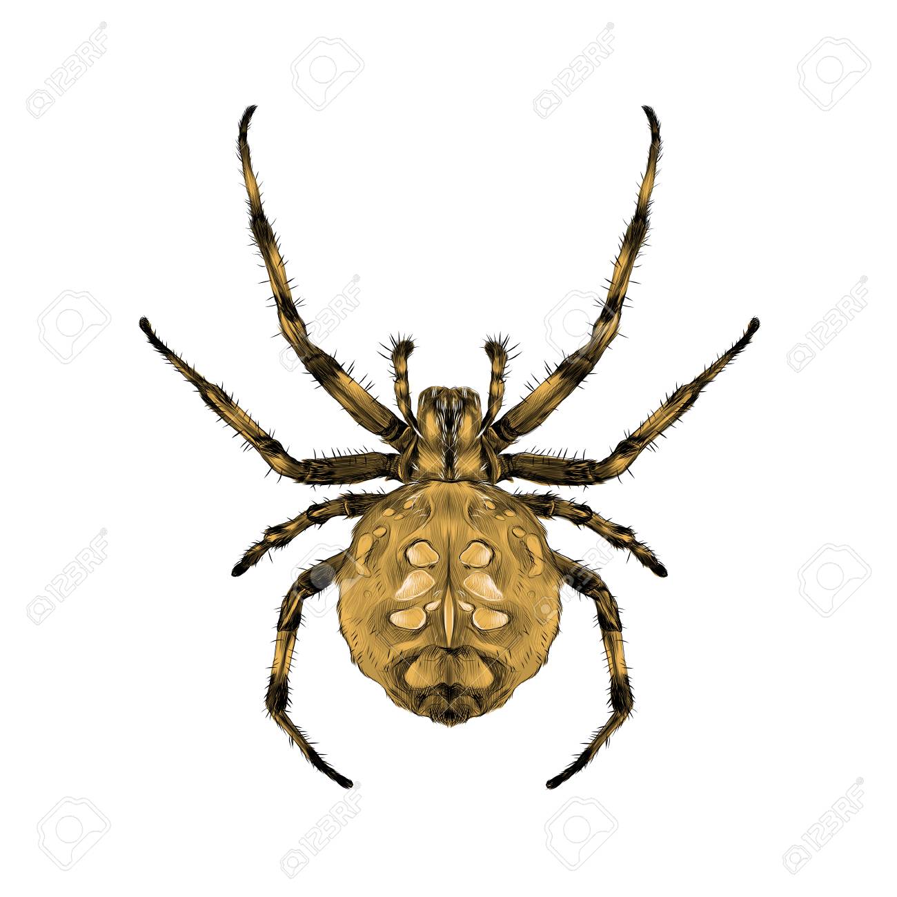 spider with spots on