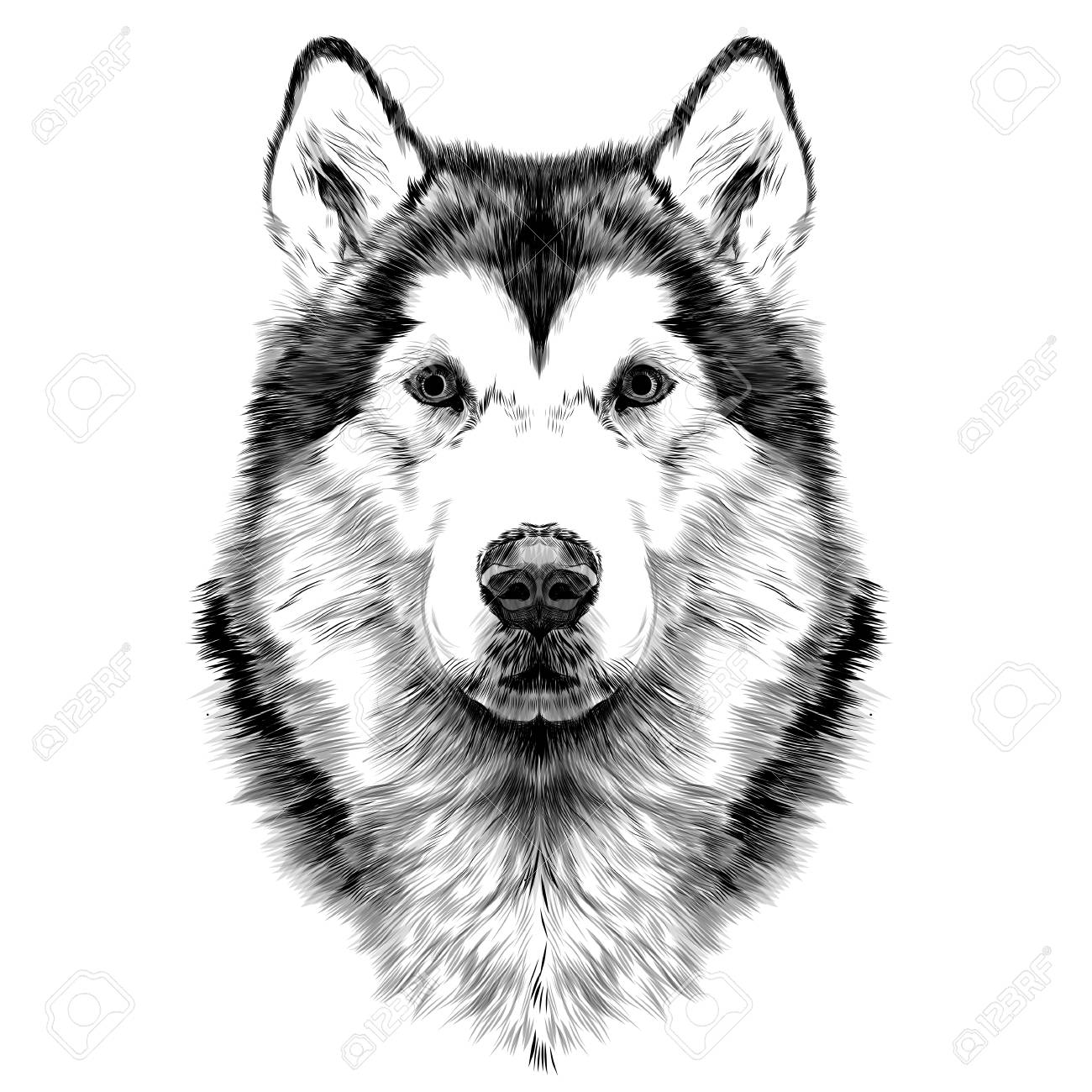 Dog Breed Alaskan Malamute Head Symmetry Looks Right Sketch Vector Graphics  Black And White Drawing With No Outline Royalty Free SVG, Cliparts,  Vectors, and Stock Illustration. Image 80266307., image size:1300x1300