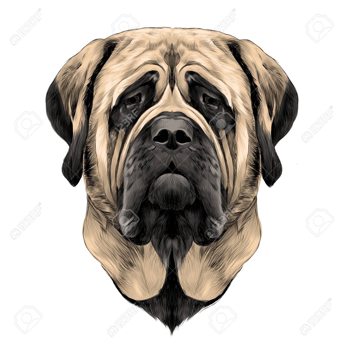 Race De Chien De Tête Mastiff Image De Couleur De Graphiques De Vecteur De Croquis