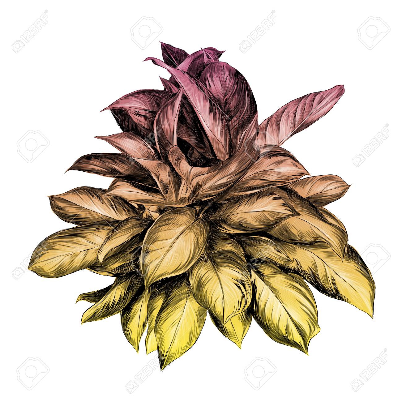 aglaonema flower sketch vector graphics colored drawing gradient