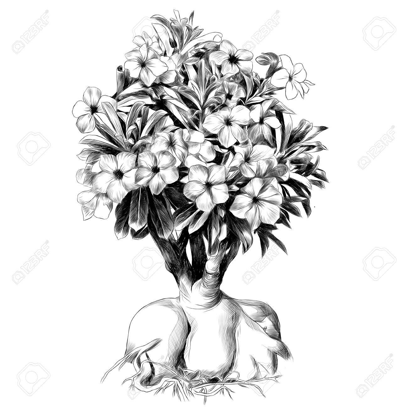 Blume Baum Adenium Wuste Rose Skizze Vektorgrafiken Schwarz Weiss Zeichnung Lizenzfrei Nutzbare Vektorgrafiken Clip Arts Illustrationen Image 81131252